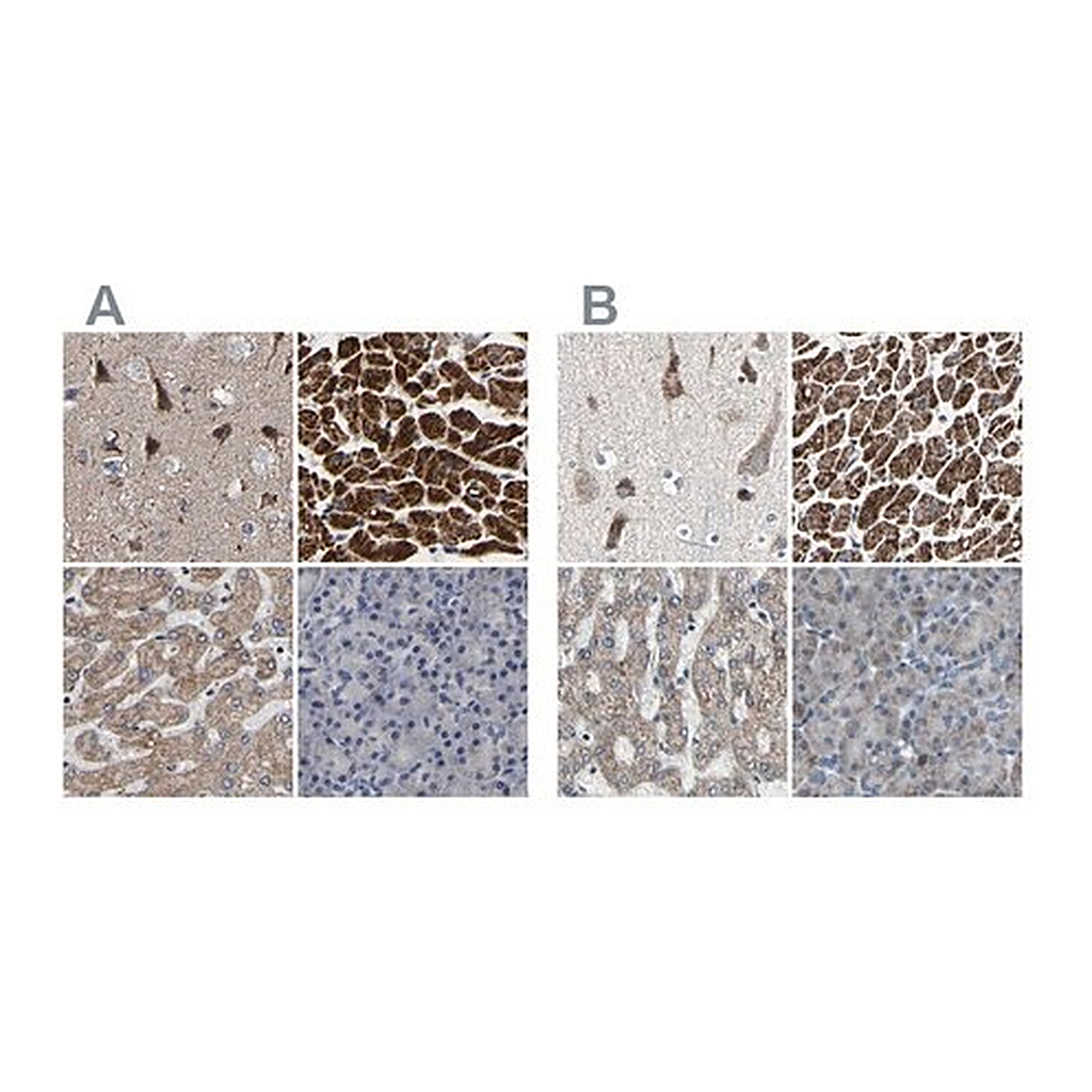 Merck Anti-UQCRC2 antibody produced in rabbit