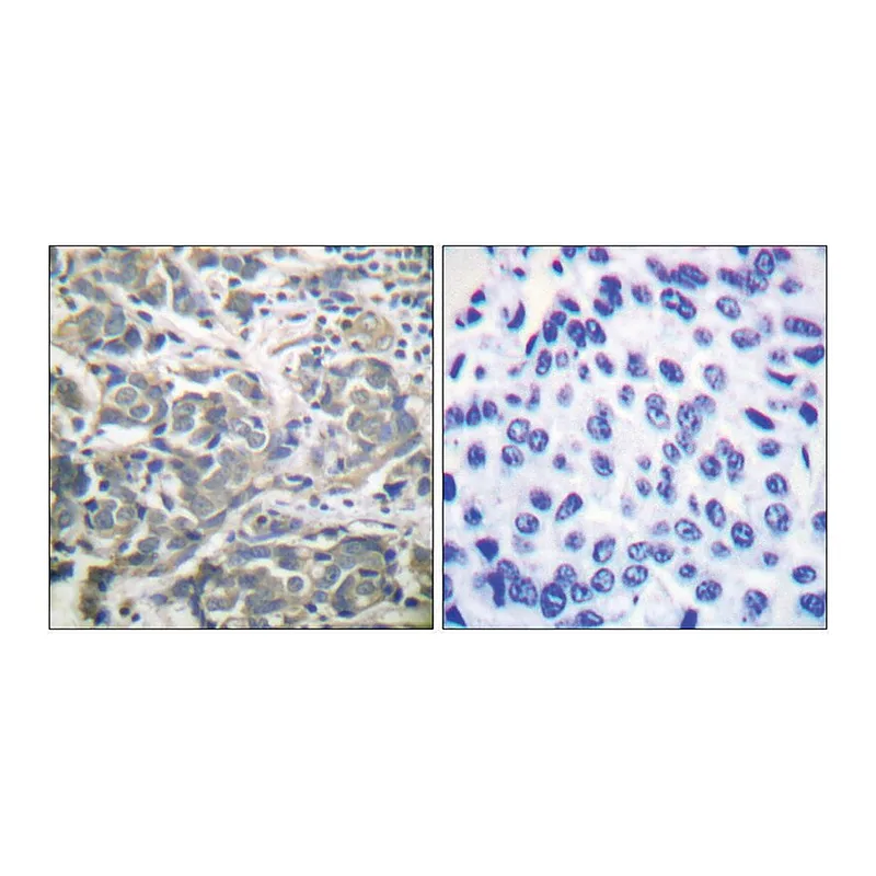 Merck Anti-AMPK alpha antibody produced in rabbit