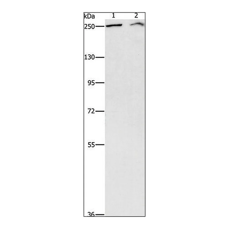Merck Anti-ARID1A antibody produced in rabbit