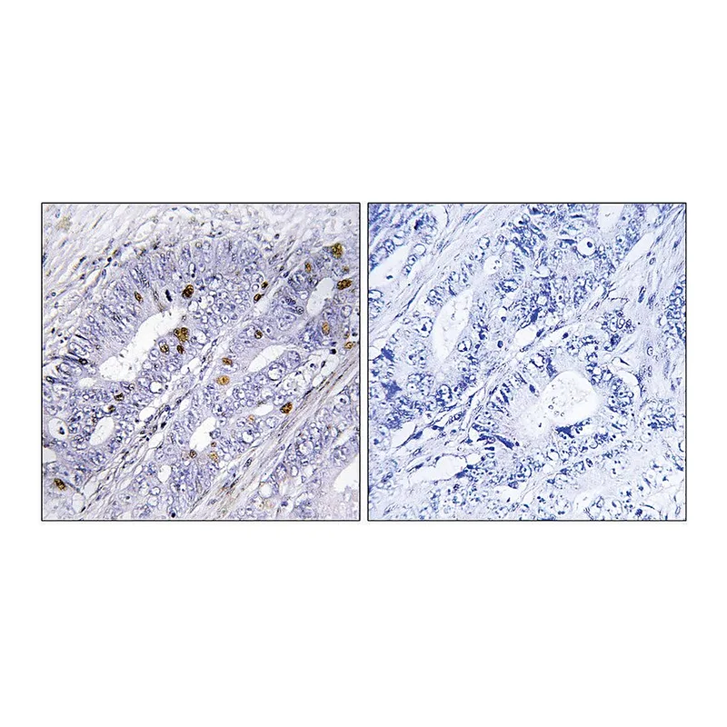 Merck Anti-Nuclear Receptor NR4A1 antibody produced in rabbit