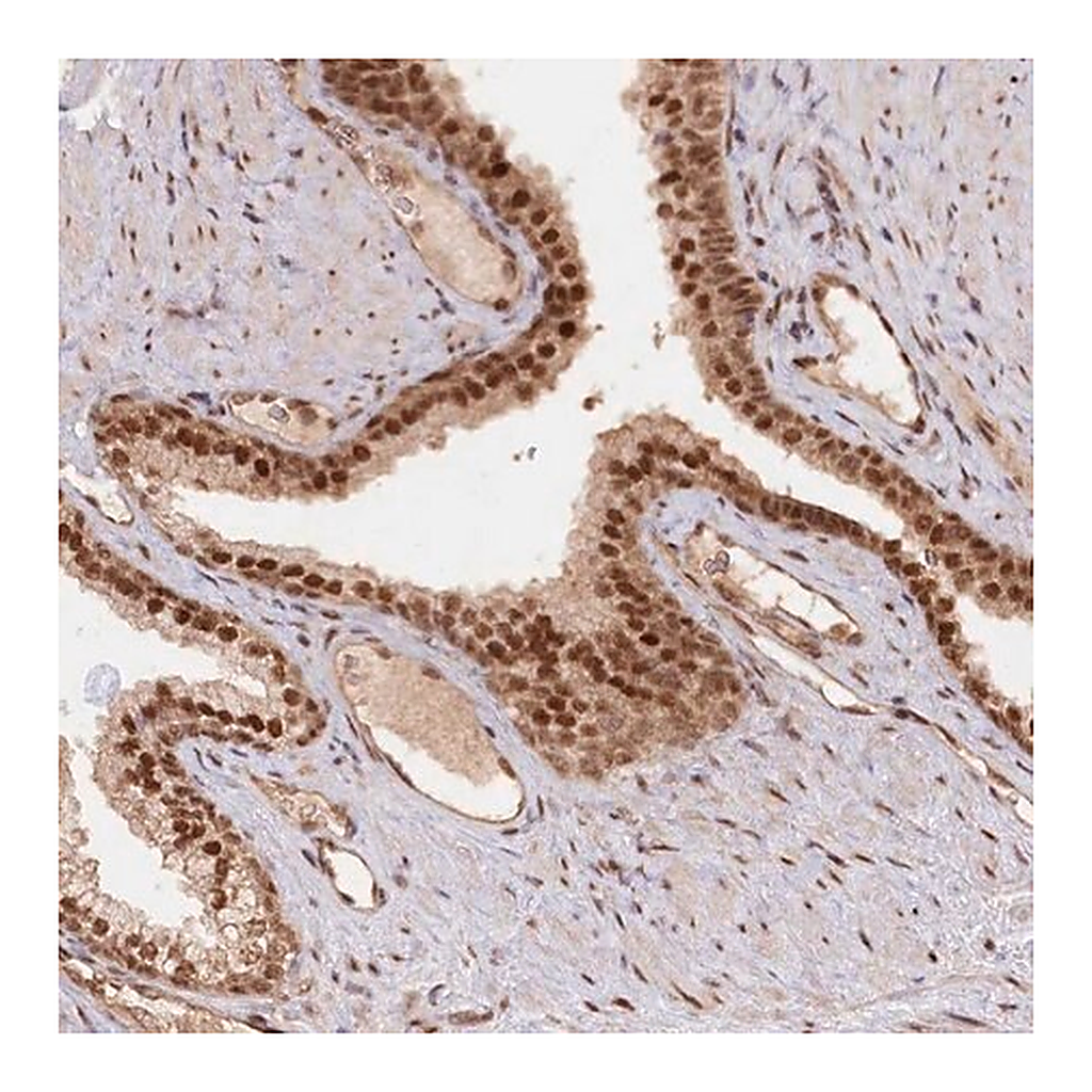Merck Anti-CCDC65 antibody produced in rabbit