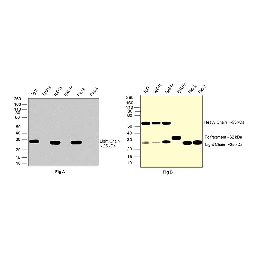 Thermo Fisher Scientific Goat anti-Human IgG (Lambda light chain) Recombinant Secondary Antibody