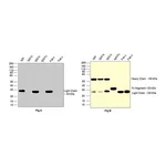 Thermo Fisher Scientific Goat anti-Human IgG (Lambda light chain) Recombinant Secondary Antibody