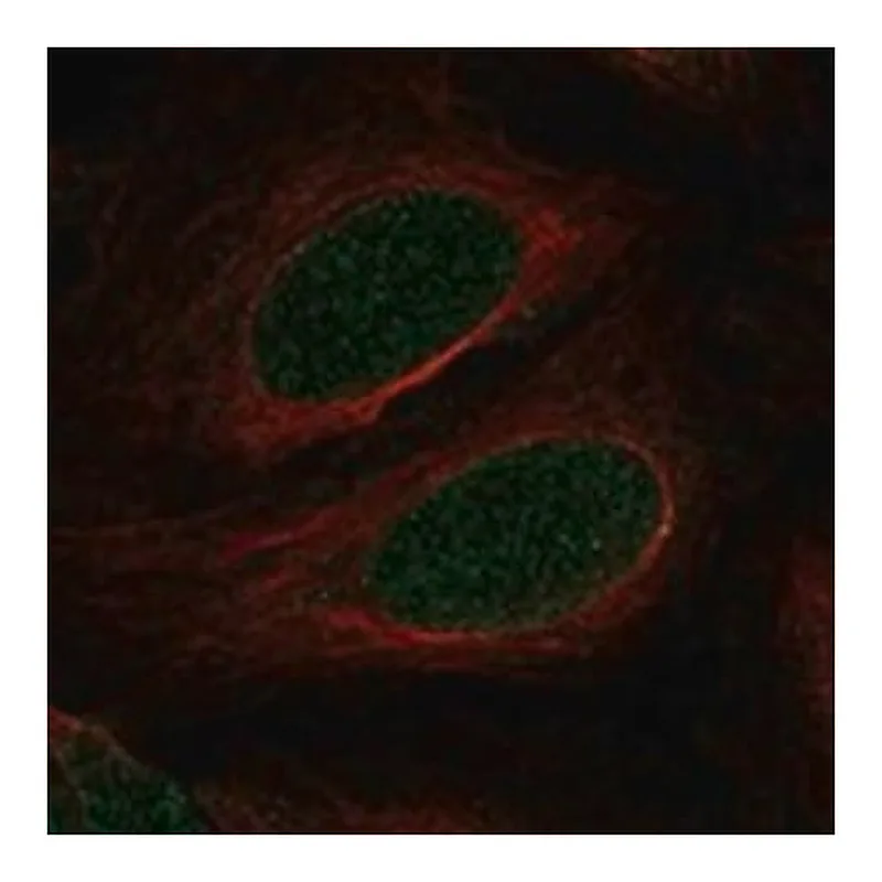 Merck Anti-MYOCD antibody produced in rabbit