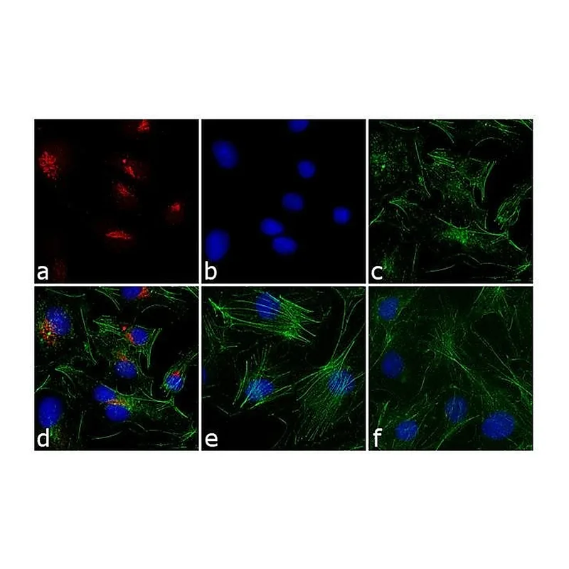 Thermo Fisher Scientific Goat anti-Rabbit IgG (H+L) Cross-Adsorbed Secondary Antibody, Alexa Fluor 633
