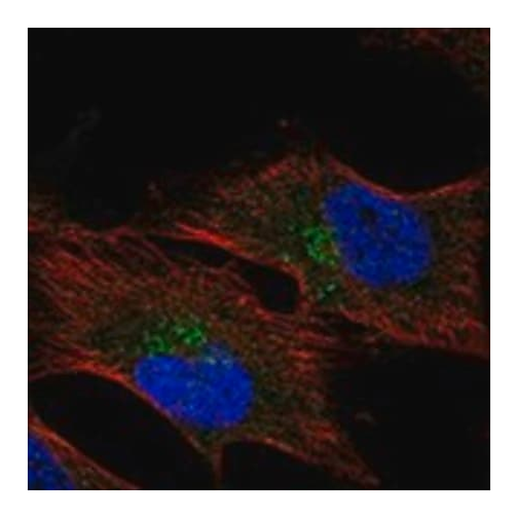 Merck Anti-HMCN1 antibody produced in rabbit