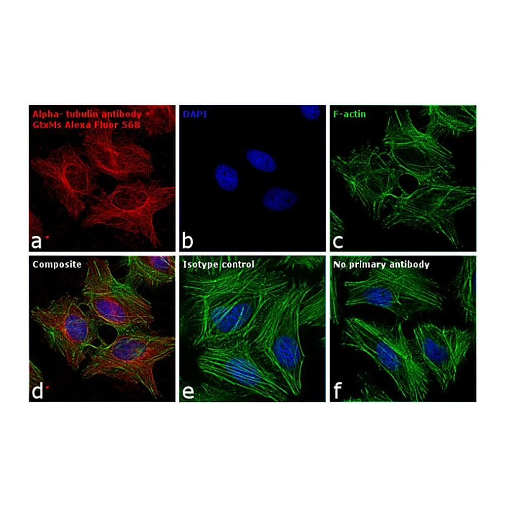 Thermo Fisher Scientific Goat anti-Mouse IgG (H+L) Cross-Adsorbed Secondary Antibody, Alexa Fluor 568