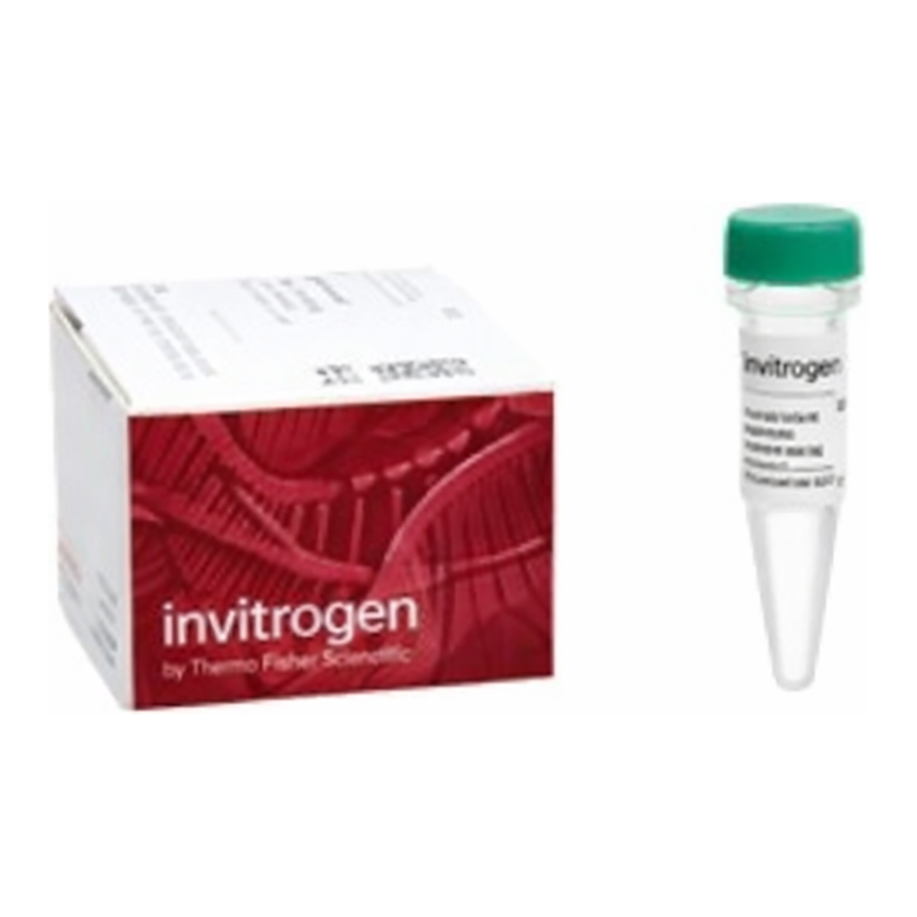 Thermo Fisher Scientific 10X Bolt Sample Reducing Agent, 250 μL
