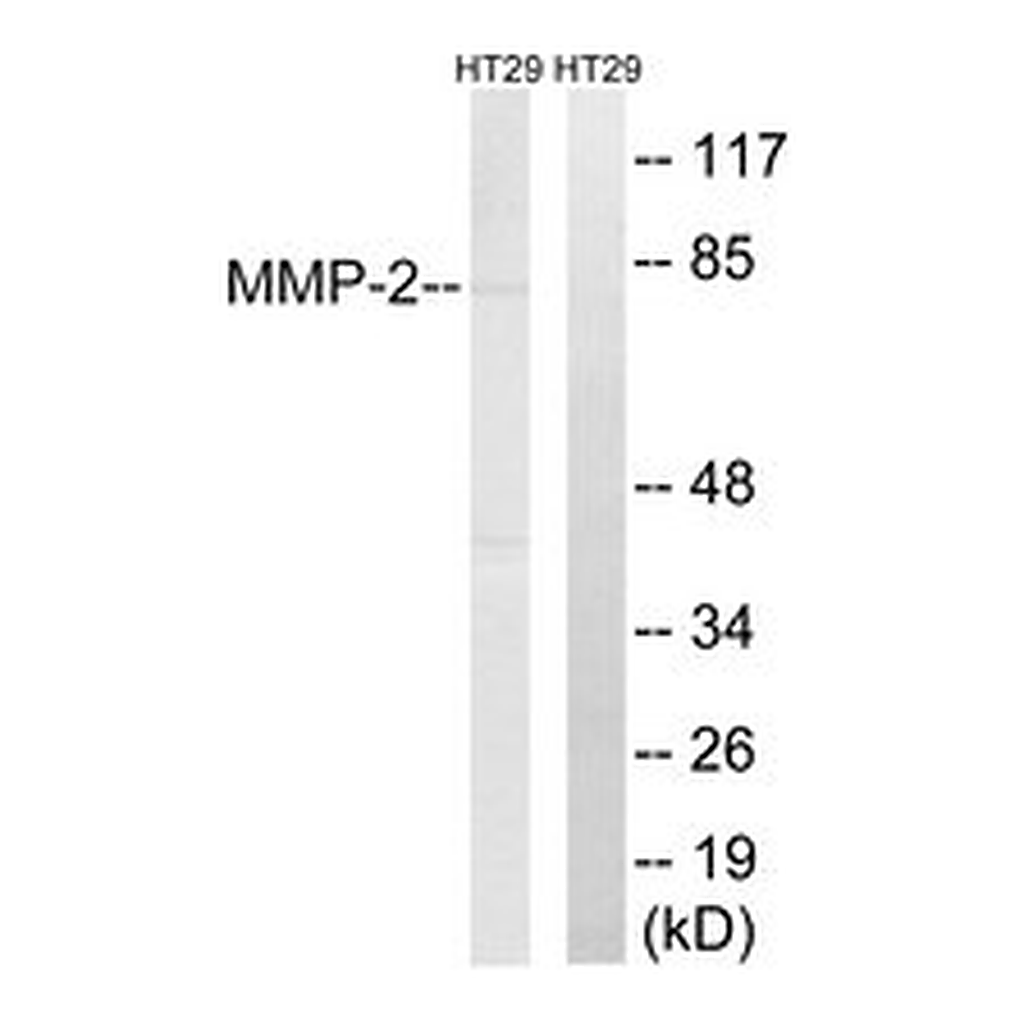 Merck ANTI-MMP-2 ANTIBODY PRODUCED IN RABBIT