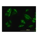 Merck Monoclonal Anti-SQSTM1 antibody produced in mouse