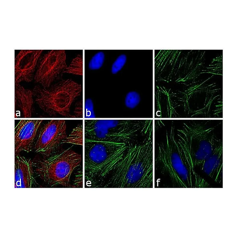 Thermo Fisher Scientific Goat anti-Mouse IgG Fc Cross-Adsorbed Secondary Antibody, TRITC