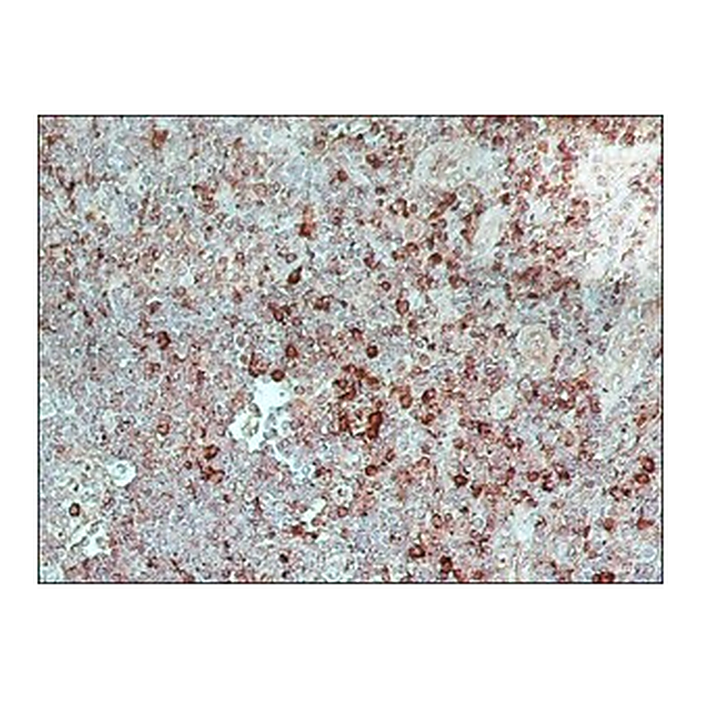 Merck ANTI-GOAT/SHEEP IGG–PEROXIDASE ANTIBODY&