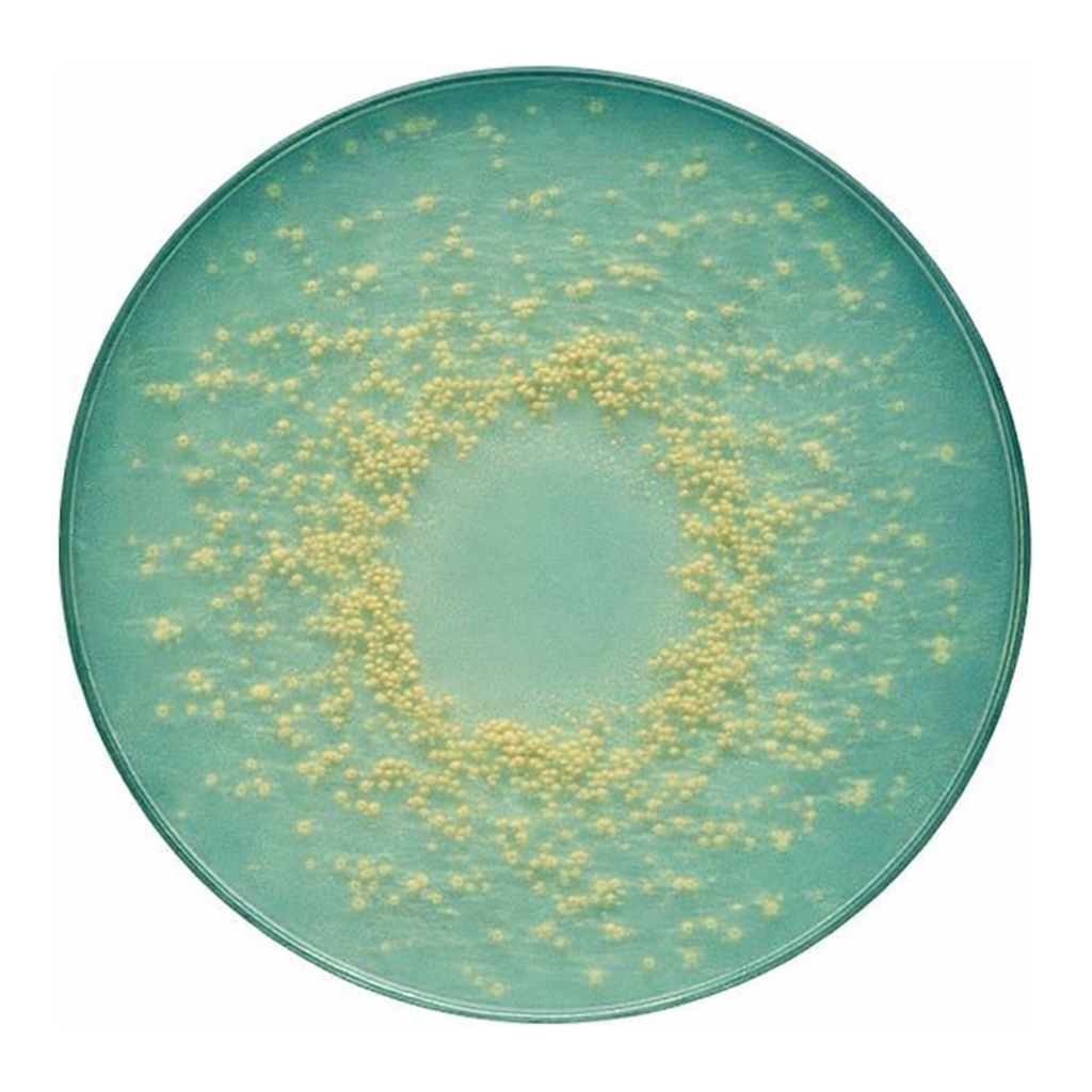 Merck CLED Agar