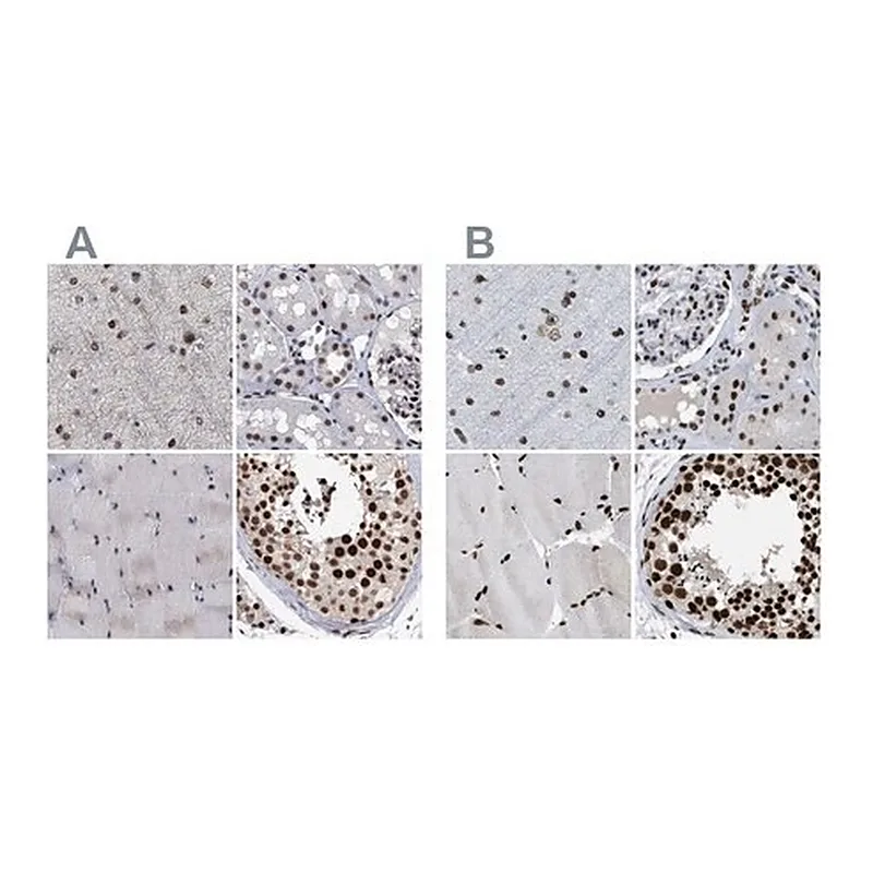 Merck Anti-SCAF4 antibody produced in rabbit