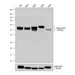 Thermo Fisher Scientific Goat anti-Human IgG (Heavy chain) Superclonal Secondary Antibody, HRP