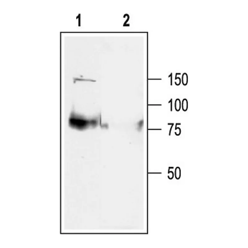 Merck Anti-Potassium Channel Kv7.1 (KCNQ1) antibody produced in rabbit