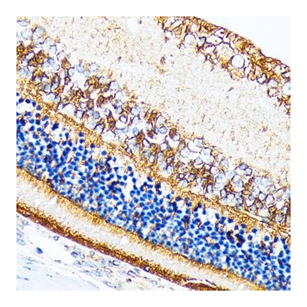 Merck Anti-CRALBP antibody produced in rabbit