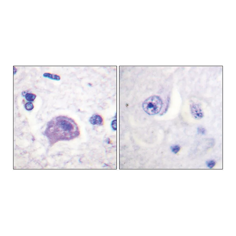 Merck Anti-HRS antibody produced in rabbit