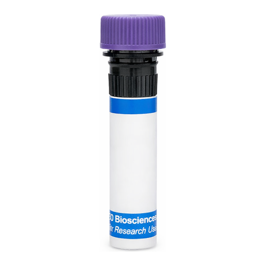 BD RB744 Hamster Anti-Mouse Vγ 2 T-Cell Receptor