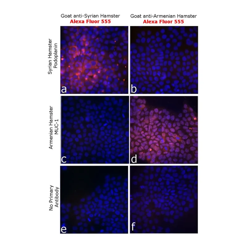 Thermo Fisher Scientific Goat anti-Syrian Hamster IgG (H+L) Highly Cross-Adsorbed Secondary Antibody, Alexa Fluor 555