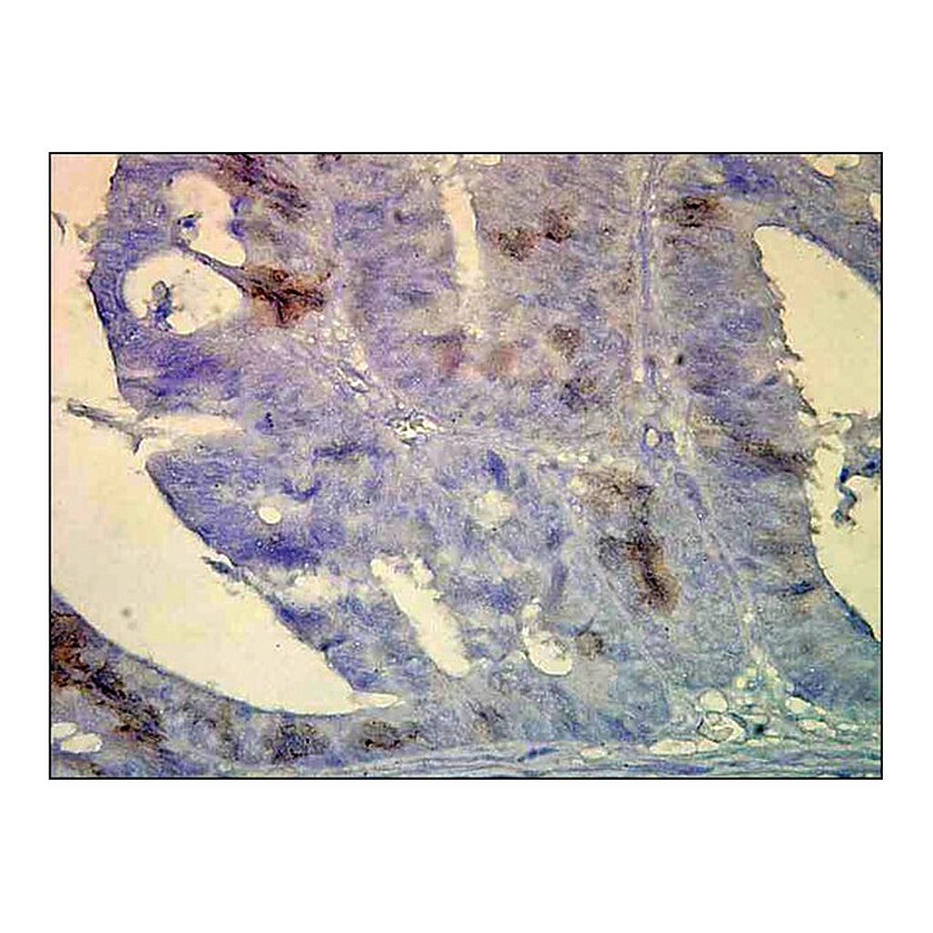 Merck Monoclonal Anti-HSPA1A/HSPA8 antibody produced in mouse