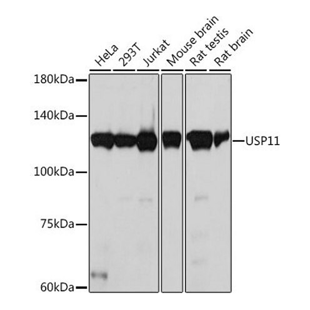 Merck Anti-USP11 antibody produced in rabbit