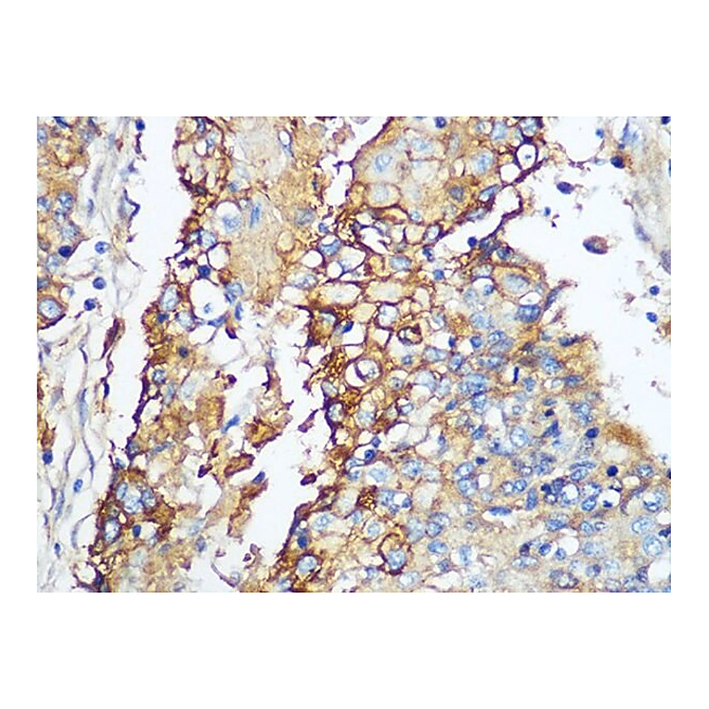 Merck Anti-Carbonic Anhydrase 9 (CA9/G250) antibody produced in rabbit