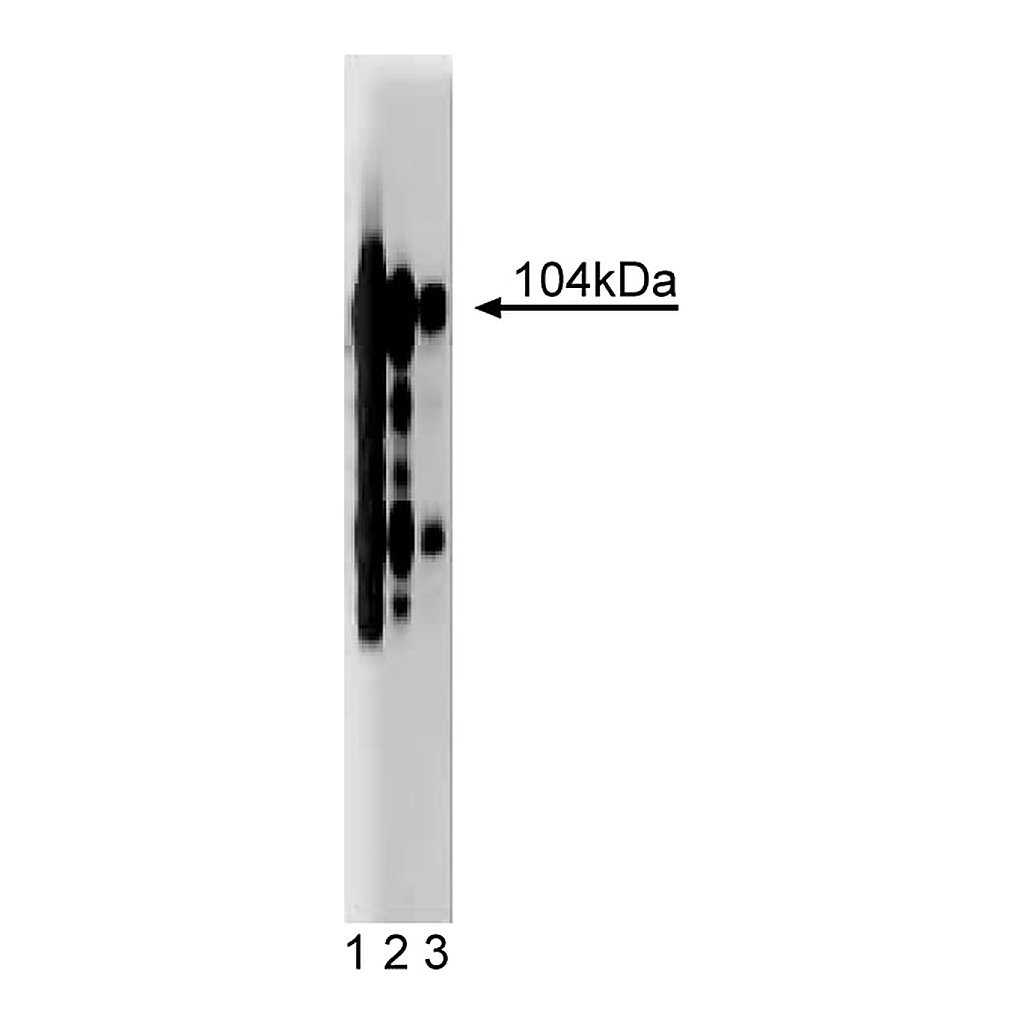 BD Purified Mouse Anti-Human CD61