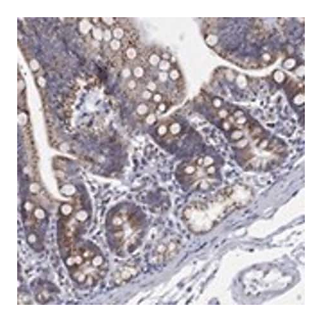 Merck Anti-GCAT antibody produced in rabbit