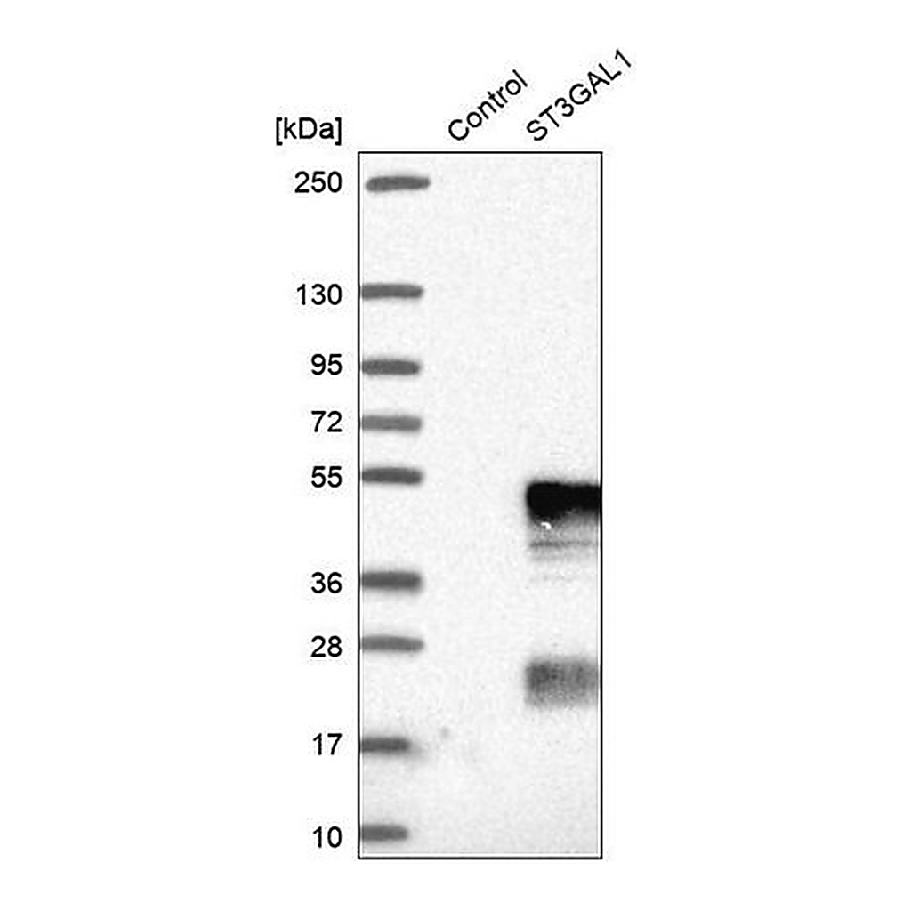 Merck Anti-ST3GAL1 antibody produced in rabbit