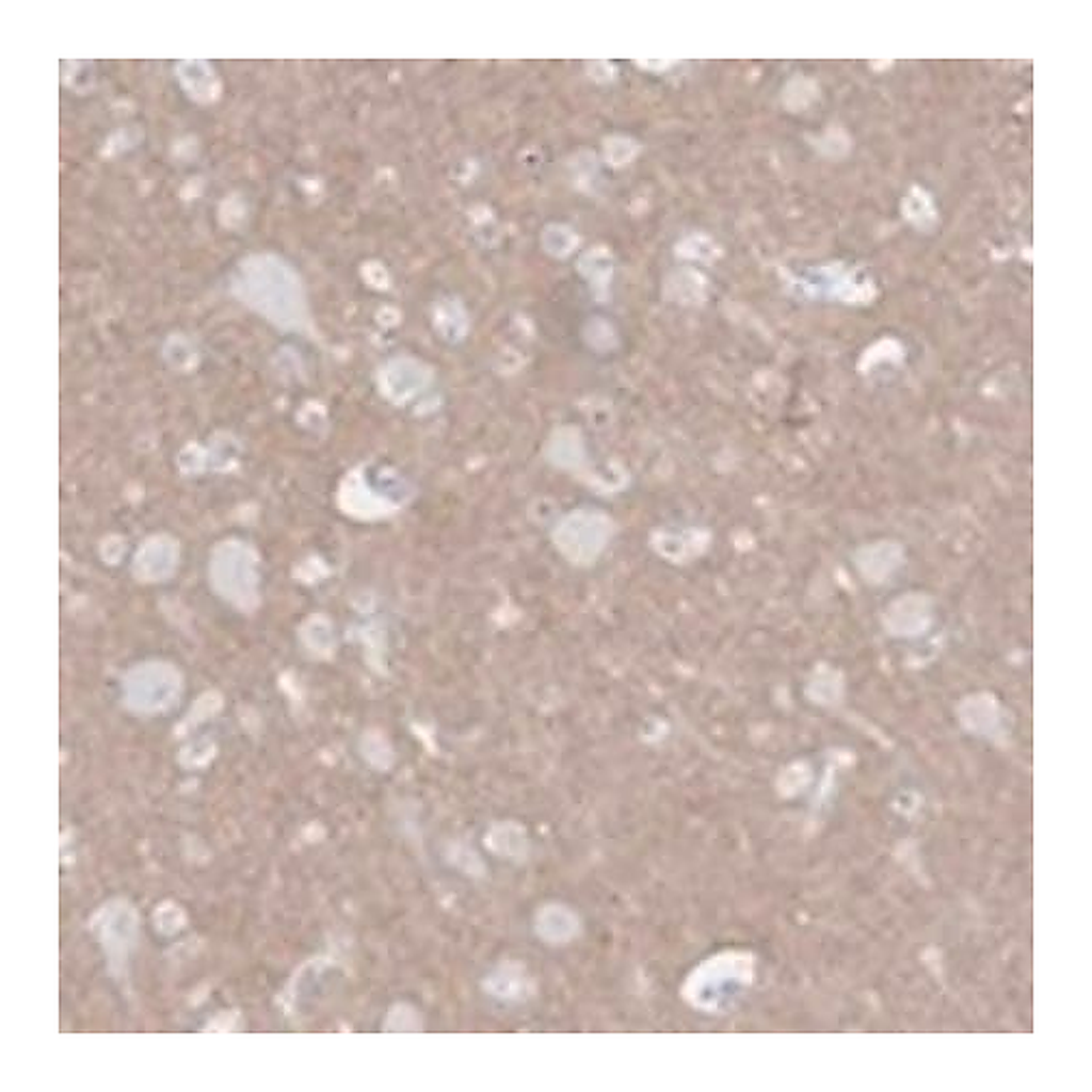 Merck Anti-KCNH6 antibody produced in rabbit
