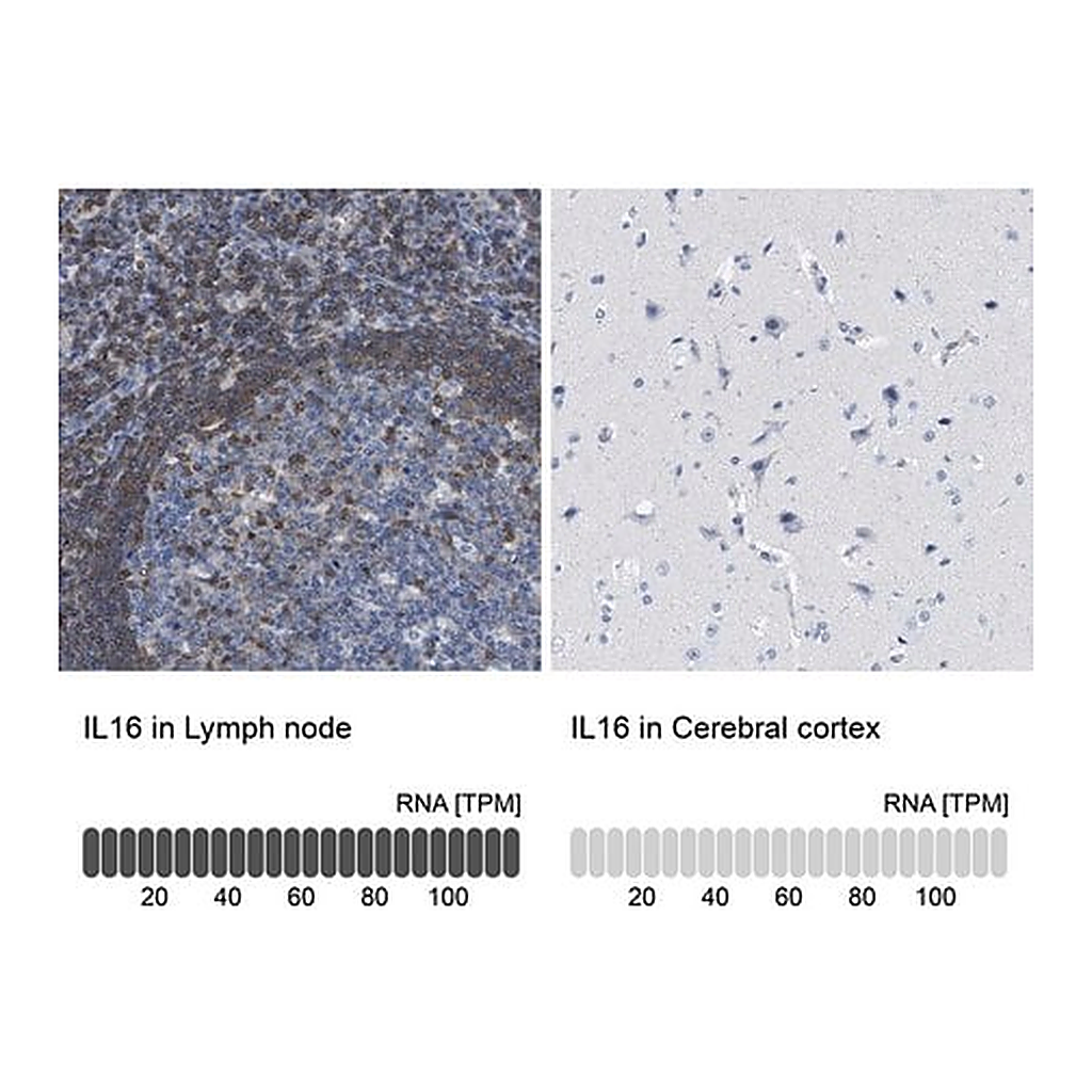 Merck Anti-IL16 antibody produced in rabbit