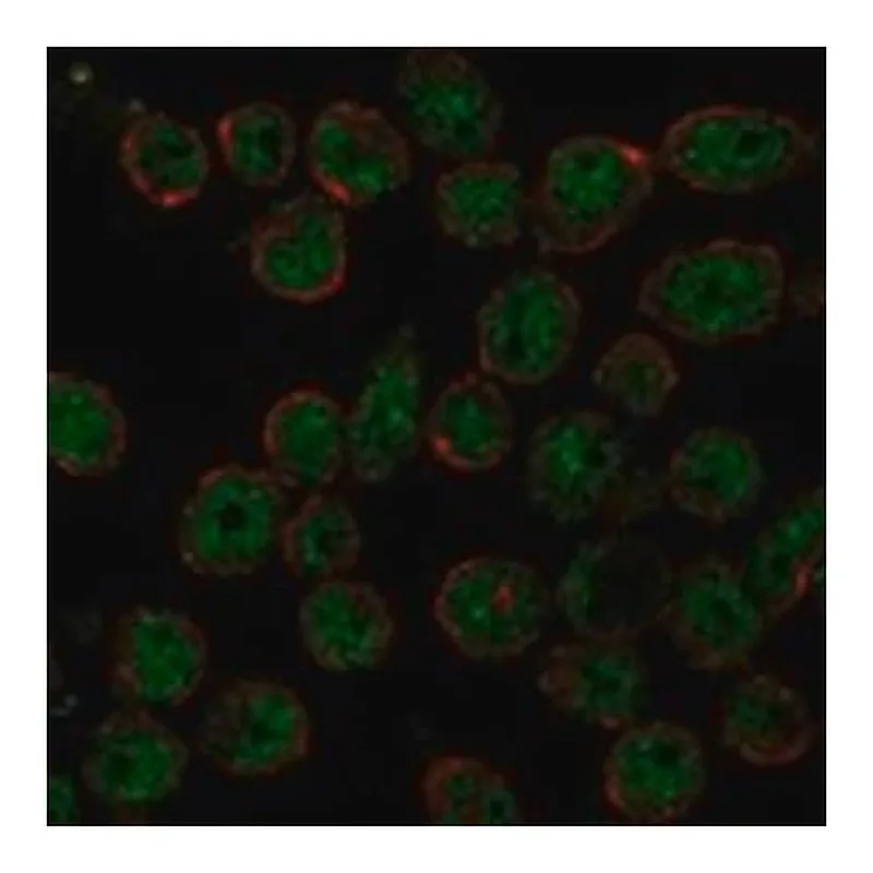 Merck Anti-THAP11 antibody produced in rabbit