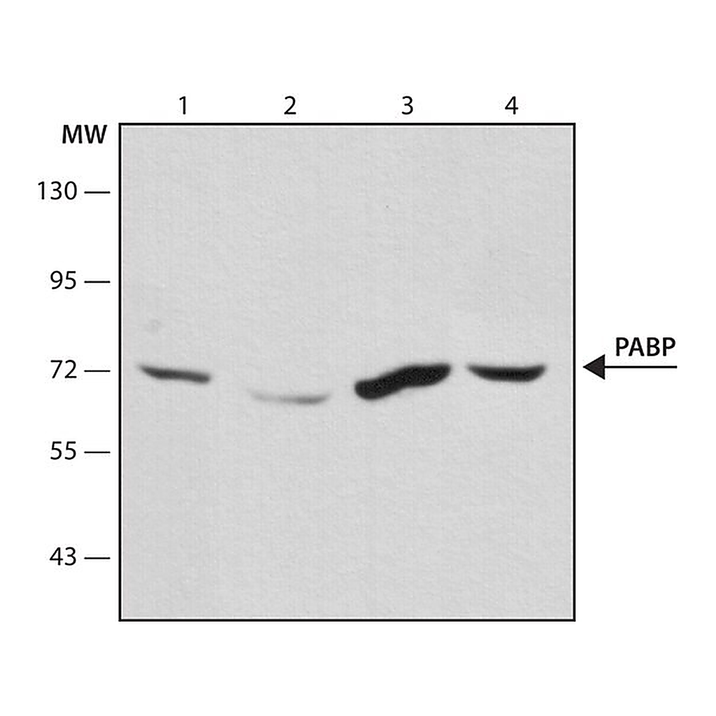 Merck Anti-PABP antibody, Mouse monoclonal