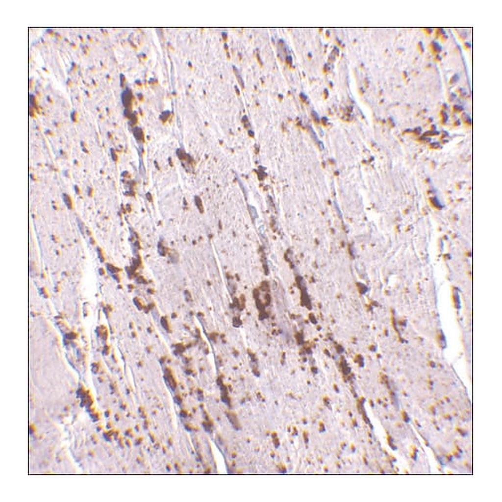 Merck Anti-LIMP2 antibody produced in rabbit