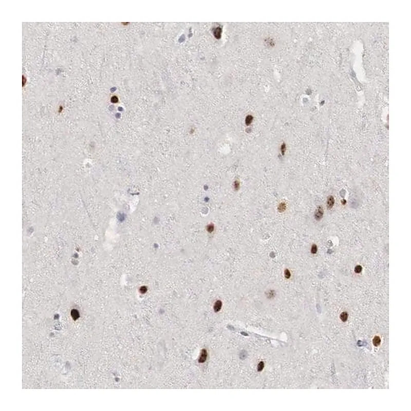 Merck Anti-FOXP2 antibody produced in rabbit