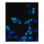 Merck Anti-phospho-Histone H3 (pSer10) antibody produced in rabbit