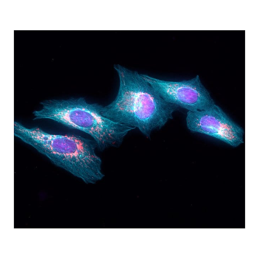 Thermo Fisher Scientific Goat anti-Rat IgG (H+L) Highly Cross-Adsorbed Secondary Antibody, Alexa Fluor Plus 405