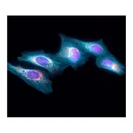 Thermo Fisher Scientific Goat anti-Rat IgG (H+L) Highly Cross-Adsorbed Secondary Antibody, Alexa Fluor Plus 405