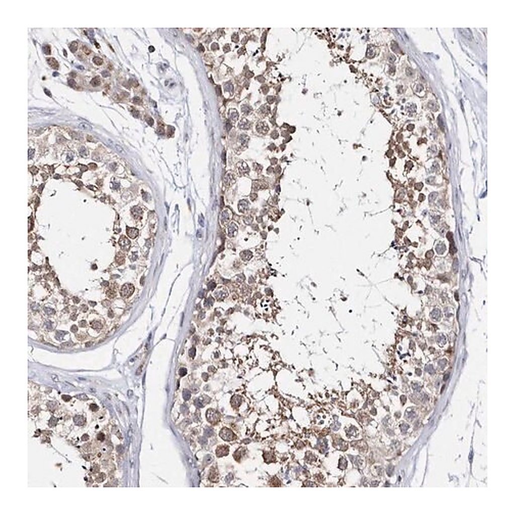Merck Anti-SPATA5 antibody produced in rabbit