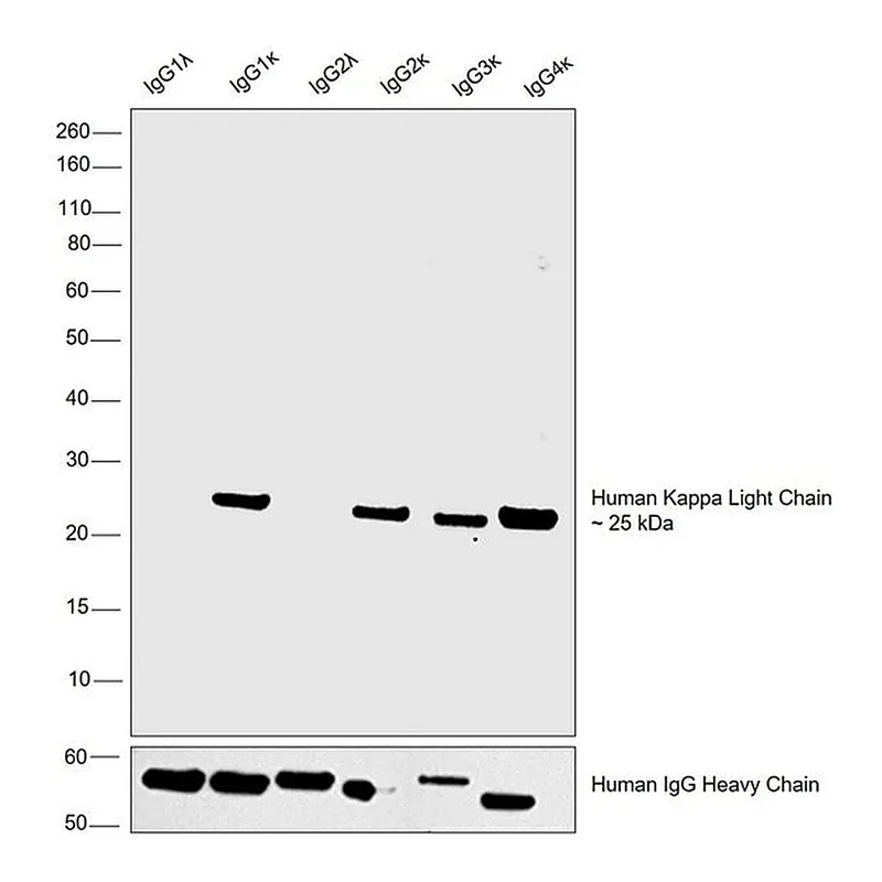 Thermo Fisher Scientific Goat anti-Human Kappa Light Chain Secondary Antibody