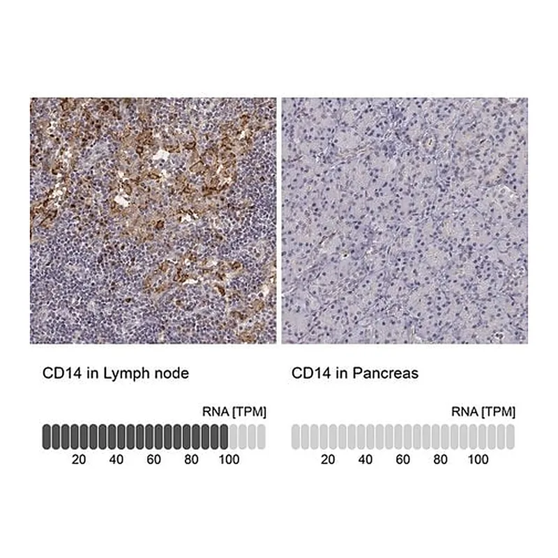 Merck Anti-CD14 antibody produced in rabbit