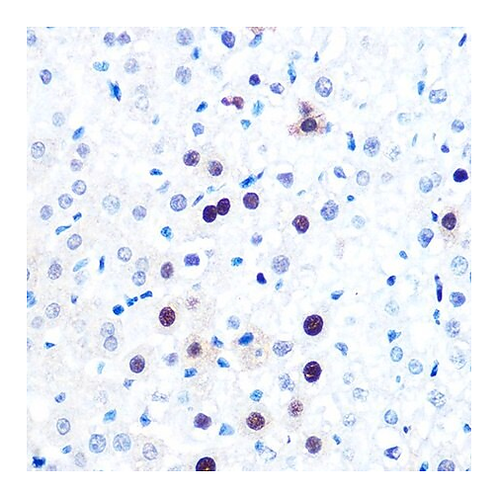 Merck Anti-PCNA antibody produced in rabbit