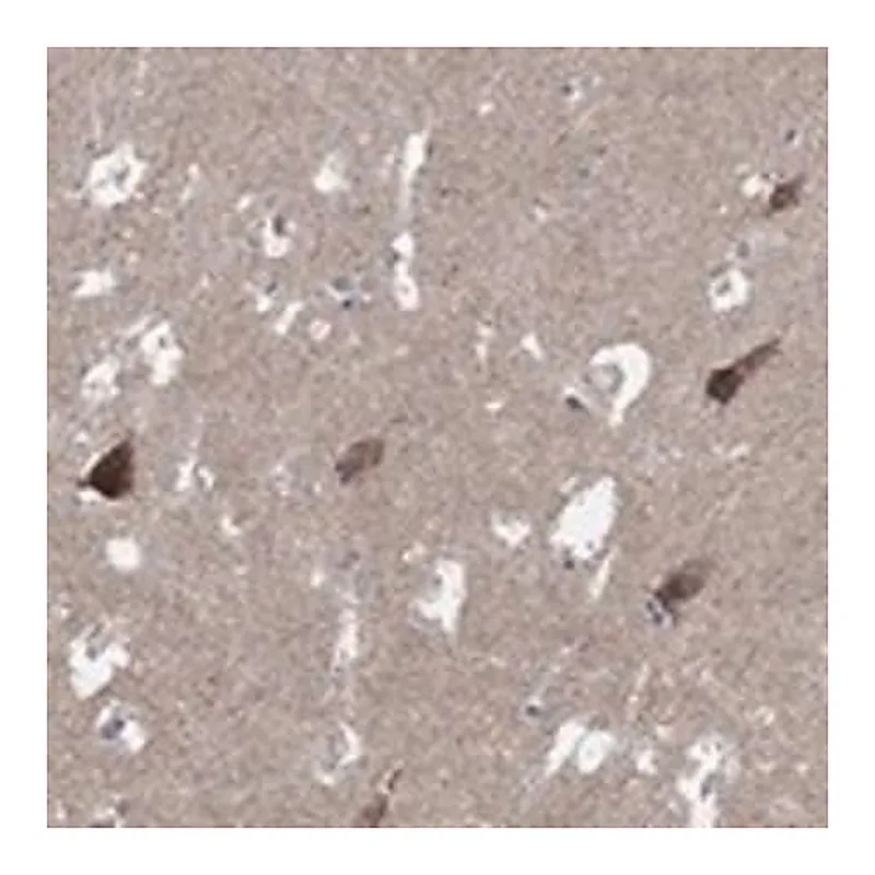 Merck Anti-C9ORF85 antibody produced in rabbit