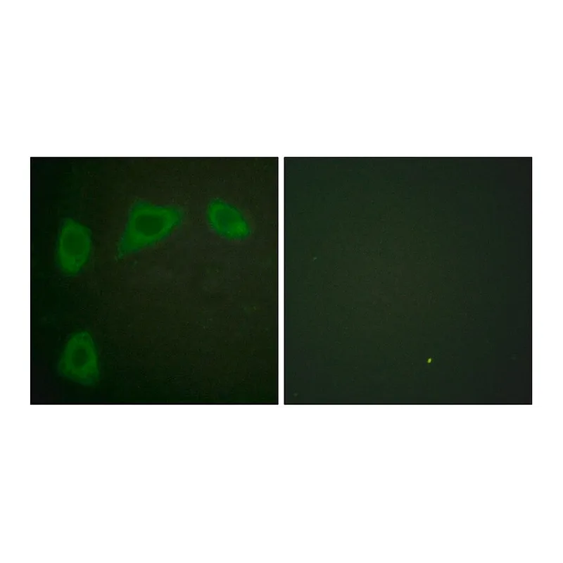 Merck Anti-Caveolin-1 antibody produced in rabbit