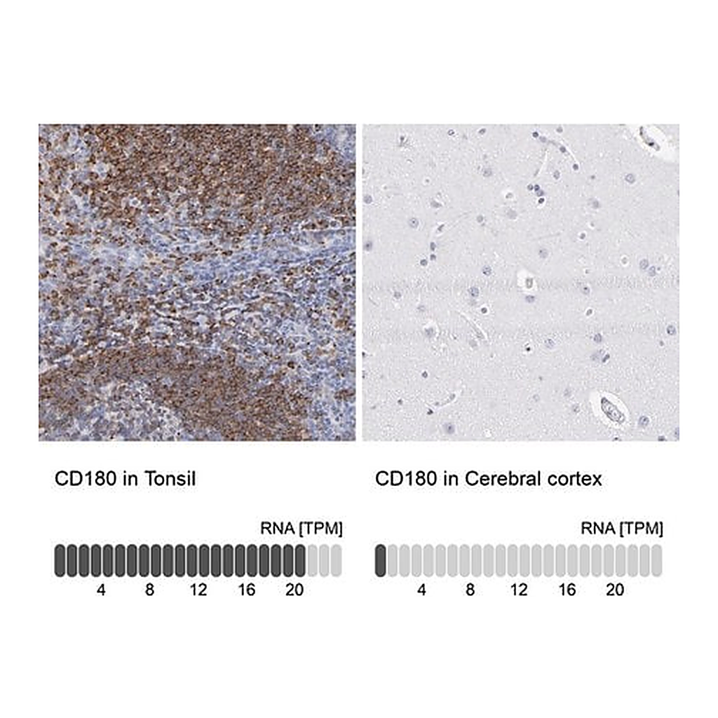 Merck Anti-CD180 antibody produced in rabbit