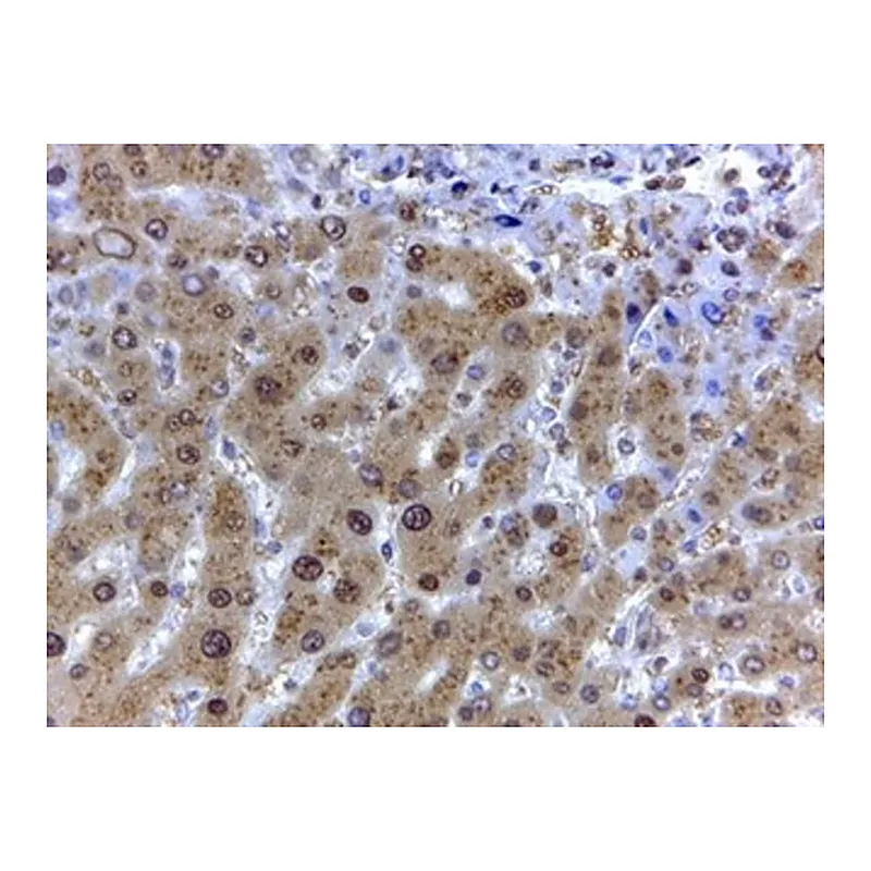 Merck Anti-GAPDH (Internal) antibody produced in goat