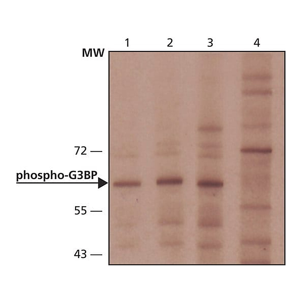 Merck Anti-phospho-G3BP (pSer149) antibody produced in rabbit