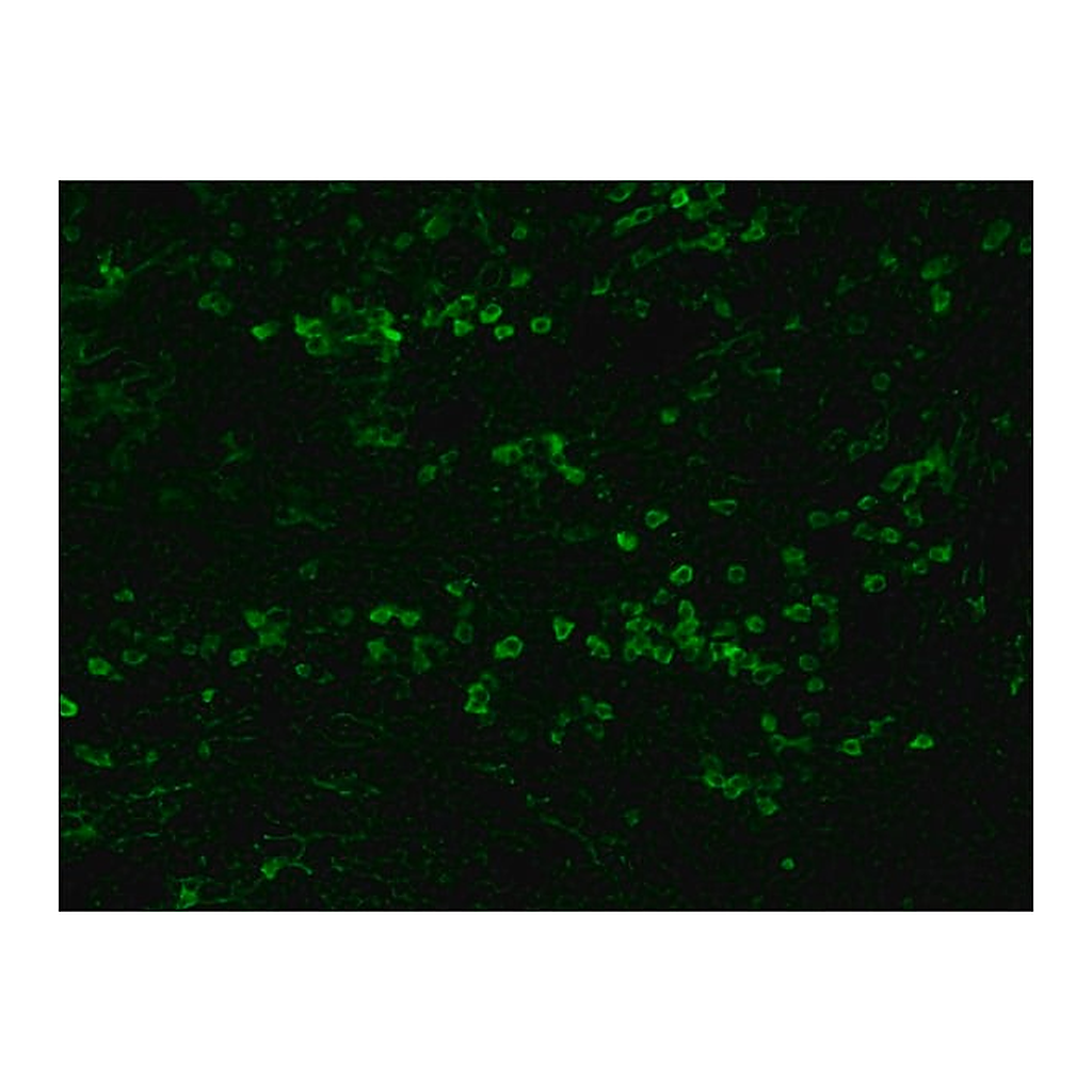 Merck Anti-Rabbit IgG (whole molecule)-FITC antibody produced in goat