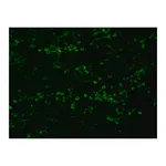 Merck Anti-Rabbit IgG (whole molecule)-FITC antibody produced in goat